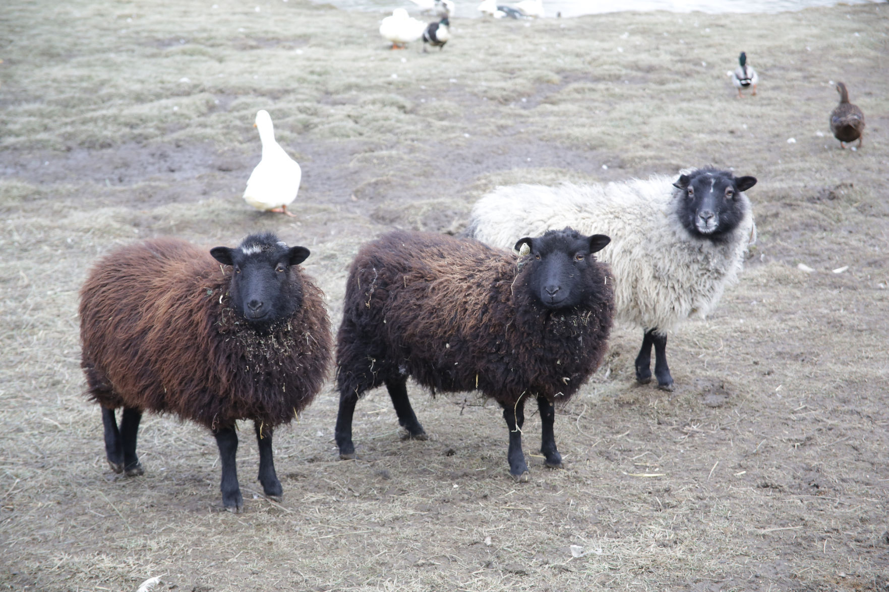 Erin's Farm animal sanctuary